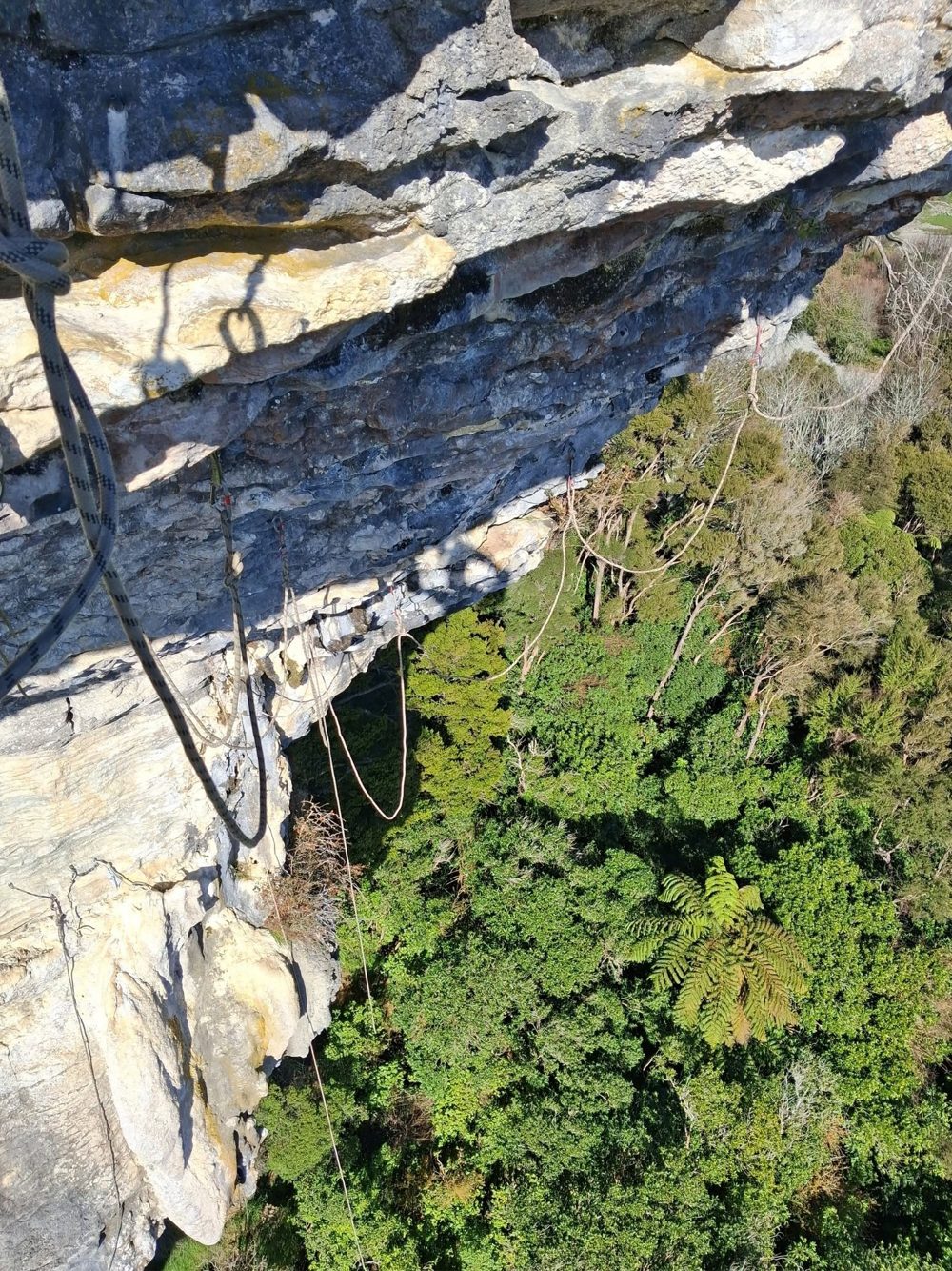 Looking down a limestone wall with ropes hanging over native bush and tree ferns